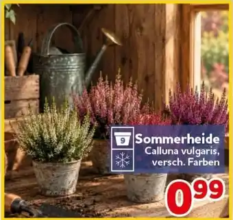 CENTERSHOP Sommerheide Calluna vulgaris Angebot