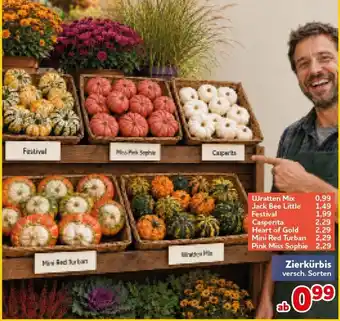 CENTERSHOP Zierkürbis Angebot