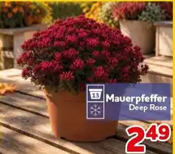 CENTERSHOP Mauerpffeffer Deep Rose Angebot