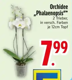 E-Center Orchidee „Phalaenopsis" Angebot