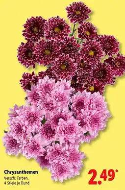 Lidl Chrysanthemen Angebot