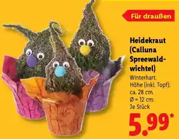 Lidl Heidekraut (Calluna Spreewaldwichtel) Angebot