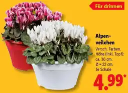 Lidl Alpenveilchen Angebot