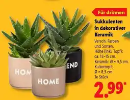 Lidl Sukkulenten in dekorativer Keramik Angebot