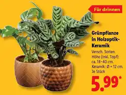 Lidl Grünpflanze in Holzoptik Keramik Angebot