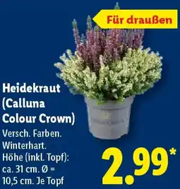 Lidl Heidekraut (Calluna Colour Crown) Angebot