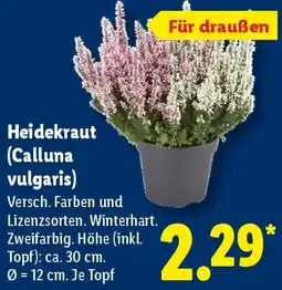 Lidl Heidekraut (Calluna vulgaris) Angebot