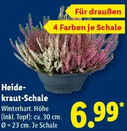 Lidl Heidekraut-Schale Angebot