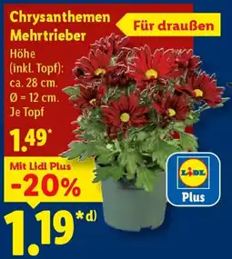 Lidl Chrysanthemen Mehrtrieber Angebot