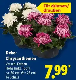 Lidl Deko Chrysanthemen Angebot