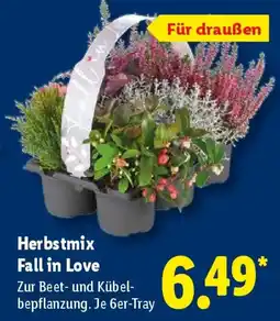 Lidl Herbstmix Fall in Love Angebot