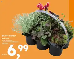 Globus Baumarkt Bunter Herbst Angebot