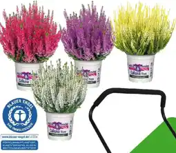 Globus Baumarkt Knospenheide Angebot