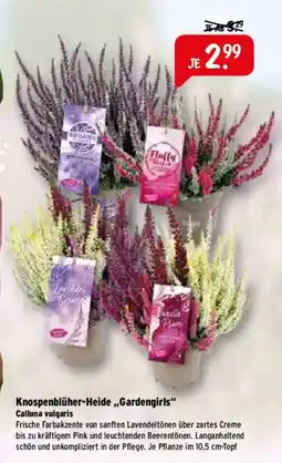 Raiffeisen Markt Knospenblüher-Heide „Gardengirls“ Angebot