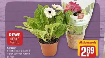 REWE Gerbera Angebot