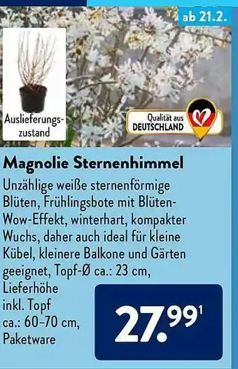 Aldi Nord Magnolie Sternenhimmel Angebot