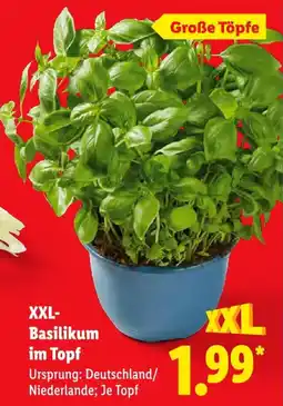 Lidl XXL Basilikum im Topf Angebot