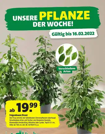 Hagebau Feigenbaum (ficus) Angebot