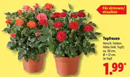 Lidl Topfrosen Angebot