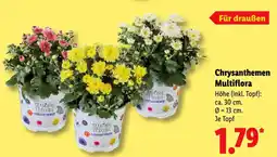 Lidl Chrysanthemen Multiflora Angebot