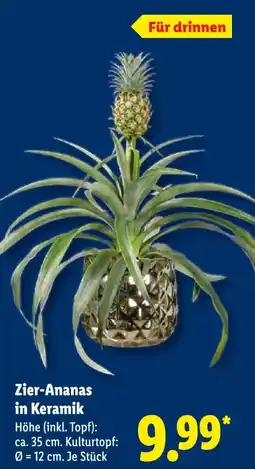 Lidl Zier-Ananas in Keramik Angebot