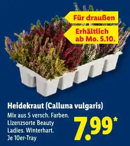 Lidl Heidekraut (Calluna vulgaris) Angebot