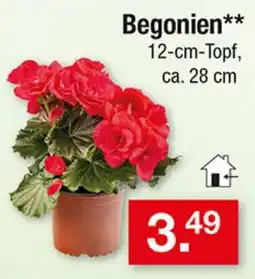 Zimmermann Begonien** Angebot
