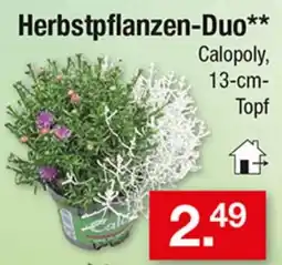 Zimmermann Herbstpflanzen-Duo Calopoly Angebot