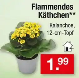 Zimmermann Flammendes Käthchen** Angebot