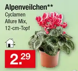 Zimmermann Alpenveilchen** Cyclamen Allure Mix Angebot