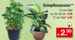 Zimmermann Grünpflanzenmix** Angebot
