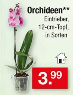 Zimmermann Orchideen** Angebot