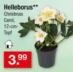 Zimmermann Helleborus** Christmas Carol Angebot