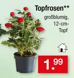 Zimmermann Topfrosen** Angebot