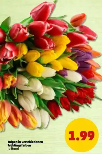 PENNY Tulpen in verschiedenen Frühlingsfarben Angebot