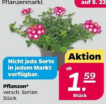 NETTO Pflanzen Angebot