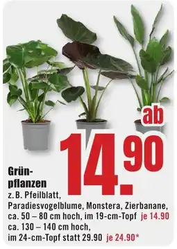 B1 Discount Baumarkt Grün-pflanzen Angebot