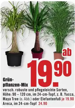 B1 Discount Baumarkt Grün-pflanzen-Mix Angebot