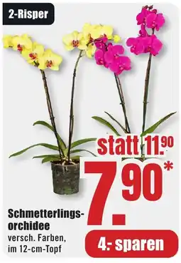 B1 Discount Baumarkt Schmetterlings-orchidee Angebot