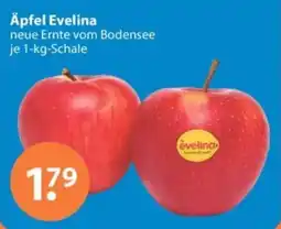 V Markt Äpfel Evelina Angebot