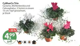 V Markt CyMueCa Trio Angebot