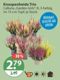 V Markt Knospenheide Trio Calluna „Garden Girls“ Angebot