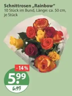 V Markt Schnittrosen "Rainbow" Angebot