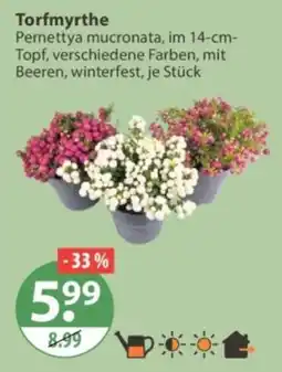 V Markt Torfmyrthe Angebot