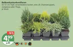 V Markt Balkonkastenkoniferen Angebot