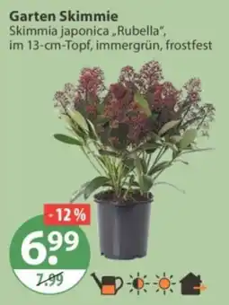 V Markt Garten Skimmie Angebot