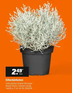 OBI Silberkörbchen (Calocephalus brownii) Angebot
