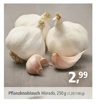 Pfennigpfeiffer Pflanzknoblauch Morado Angebot