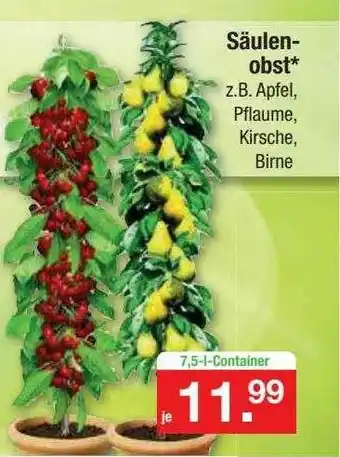 Zimmermann Säulen-obst Angebot