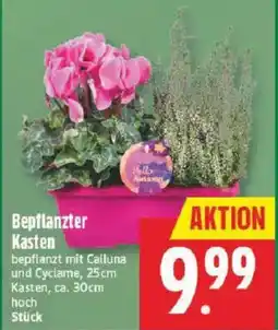 Marktkauf Bepflanzter Kasten Angebot